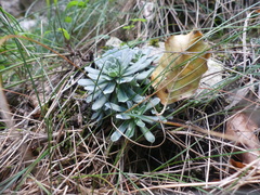 Saxifraga paniculata