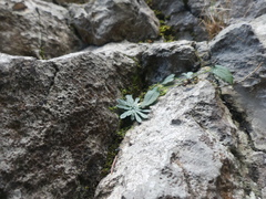 Saxifraga paniculata