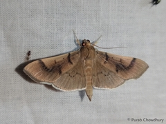 Pilocrocis milvinalis