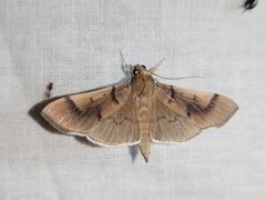 Pilocrocis milvinalis