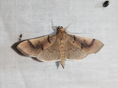 Pilocrocis milvinalis