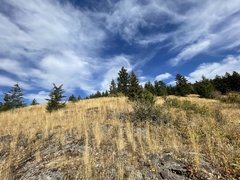 Pseudotsuga menziesii