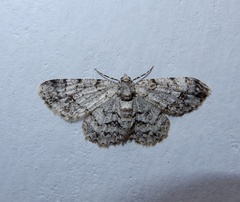 Myrioblephara
