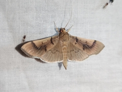 Pilocrocis milvinalis