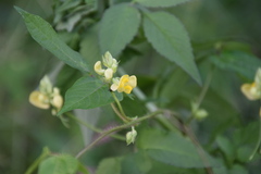 Vigna angularis nipponensis