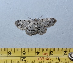 Myrioblephara