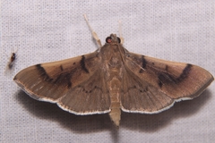 Pilocrocis milvinalis