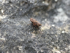 Errhomenus