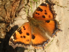 Nymphalis xanthomelas