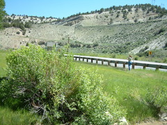 Populus angustifolia