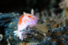 Chromodoris alternata