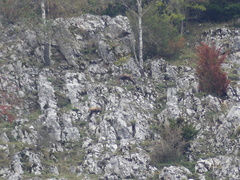 Rupicapra rupicapra carpatica