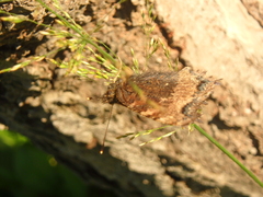 Nymphalis xanthomelas