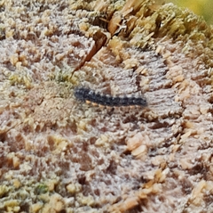 Eilema lurideola