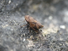Errhomenus