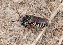 Triepeolus pectoralis