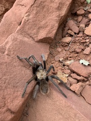 Aphonopelma iodius