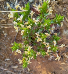 Dyschoriste setigera