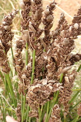 Elegia filacea