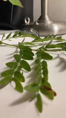 Gleditsia triacanthos