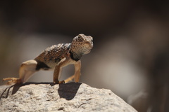 Crotaphytus bicinctores