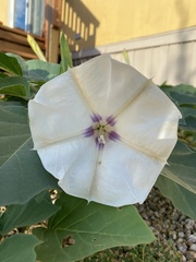 Datura discolor