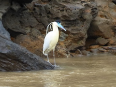 Pilherodius pileatus