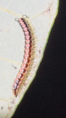 Helicorthomorpha holstii