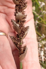 Elegia filacea