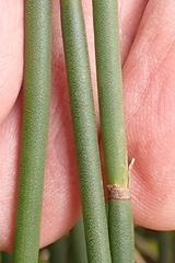 Elegia filacea