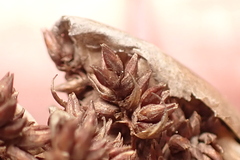 Elegia filacea