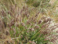 Elegia filacea