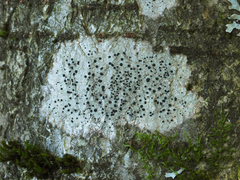 Lecidella elaeochroma