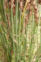 Elegia filacea