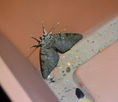 Catocala agrippina