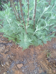 Artemisia afra
