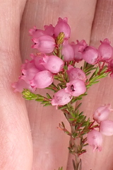 Erica gracilis