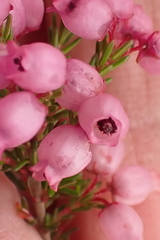 Erica gracilis