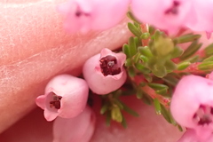 Erica gracilis