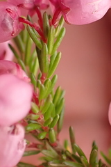 Erica gracilis
