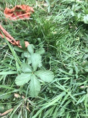 Potentilla reptans