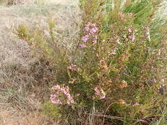Erica gracilis