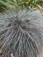 Festuca glauca