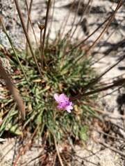 Armeria maritima