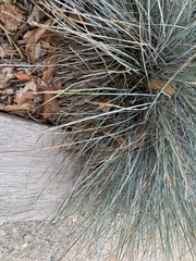 Festuca glauca