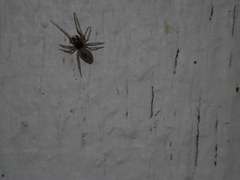Dictyna calcarata