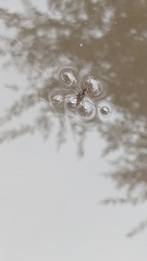 Eurygerris fuscinervis