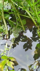 Eurygerris fuscinervis