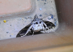 Catocala agrippina