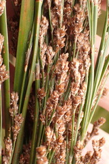 Restio paniculatus